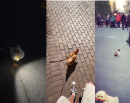 Il nuovo (strano) trend sui social di portare a passeggio degli animali piuttosto insoliti