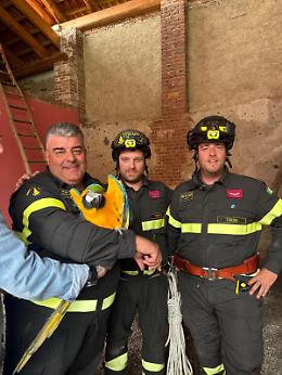 Salvataggio insolito a San Maurizio Canavese: recuperato un pappagallo esotico fuggito da casa