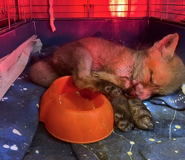 «Ci serve pappa per i cuccioli»: l'appello dei veterinari di Grugliasco per gli animali rimasti orfani 