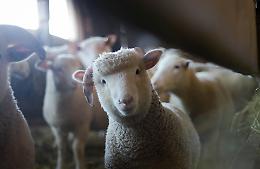 Pecore sgozzate e macellate abusivamente per la "Festa del Sacrificio": denunciati 4 musulmani a Caselle 