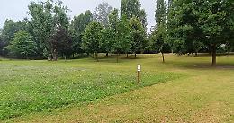 Ecco il progetto "Apegrill": tagliare meno l'erba in aiuole e giardini per aiutare gli insetti 