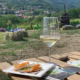  Sulle colline di Pinerolo e di Bricherasio appuntamenti gourmet, tra i filari delle vigne