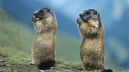 Alla scoperta delle marmotte, simbolo del Parco Orsiera-Rocciavrè