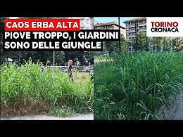 Giardini come giungle. Tra ritardi e temporali torna il caos erba alta - IL VIDEO