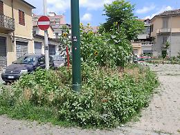 Erba altissima nel giardino: «Venite a tagliarla subito»