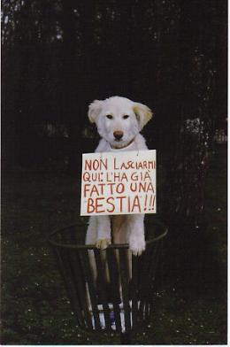 Fermiamo insieme gli abbandoni degli animali domestici