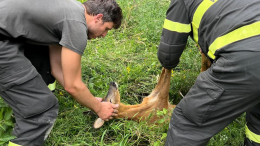 Capriolo salvato dai vigili del fuoco: intervento eroico a Quassolo