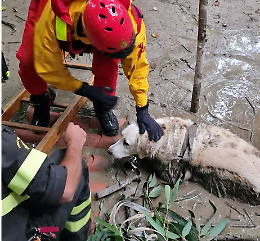Pino, il cane bloccato nel fango salvato dai vigili del fuoco
