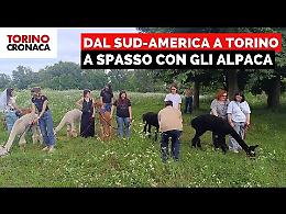 Dal Sud America a Mirafiori, si va a  spasso con gli alpaca - IL VIDEO