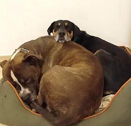 Veleno per lumache dentro l'area cani: «Così hanno ucciso il povero Tyson»