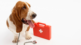 Corso di primo soccorso per animali a Oulx: come gestire le emergenze per il tuo amico a quattro zampe