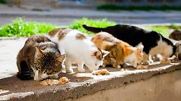 Torino cerca volontari per oltre 400 colonie feline:  ecco come candidarsi