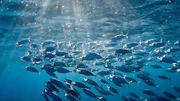 "Il Mediterraneo ha finito il pesce": il WWF lancia l'allarme