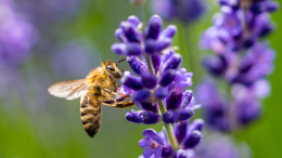 Anche le api hanno bisogno di una dieta sana ed equilibrata: ecco quali sono le loro piante preferite