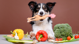 Cosa mangia il tuo cane? I cibi proibiti 