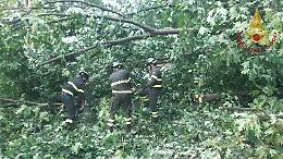 L'albero si stacca dal terreno e cade su una macchina con due persone a bordo