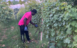 Caporalato: l'attesa all'alba al cimitero, i 7 euro l'ora e il lavoro sotto il sole. Ecco cosa c'è dietro i nostri pregiati vigneti Doc