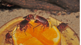 Scarafaggi e blatte invadono Nichelino