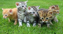 Troppi abbandoni per le vacanze, il gattile di Chieri è allo stremo. «Siamo al collasso, aiutateci» 