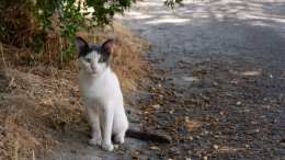 Carmagnola: nuovo servizio di primo intervento per cani e gatti randagi