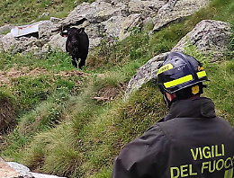 Canavese, vitello in pericolo nell'alpeggio salvato dai vigili del fuoco volontari