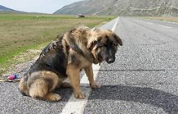 #senontiportononparto : la Polizia di Stato contro l'abbandono degli animali