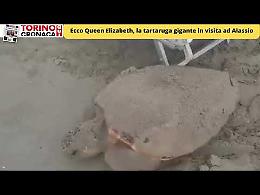 Miracolo ad Alassio, una tartaruga caretta depone 100 uova sulla spiaggia