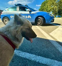 Tais, cucciolo di cane rubato dai rom, è stato ritrovato dalla Polizia di Stato