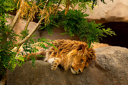 Un giorno da leoni... al bioparco Zoom di Cumiana