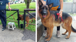 Torino, lega il cane in un giardino e lo abbandona in mezzo a via Negarville. Qualcuno riconosce questo pastore tedesco?