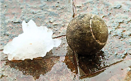 Meteo, a Torino oggi è di nuovo allarme grandine. Il Comune: «Mettete le auto in garage»