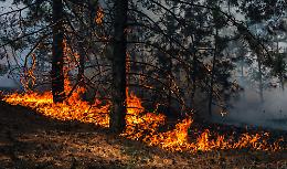 Gli incendi in Italia: un disastro annunciato