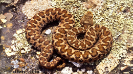 Morso da una vipera mentre prende il sole a Ceresole Reale, portato in ospedale in elicottero 