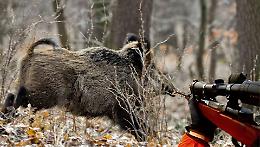La "peste suina" allunga la stagione di caccia al cinghiale: ecco il nuovo calendario del Piemonte