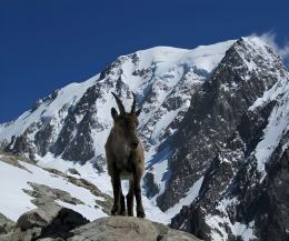 Il caldo sta sciogliendo anche il Monte Bianco: l'allarme dell'Arpa