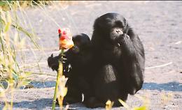 Ghiaccioli che bontà? Così Zoom aiuta i suoi animali a combattere il caldo (GUARDA IL VIDEO)