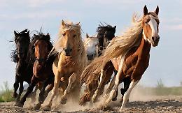 I cavalli sanno pensare al futuro: ecco lo studio che cambia tutto (anche il Palio di Siena?)