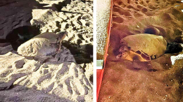 Gli strani vicini di ombrellone dei torinesi in Liguria: in spiaggia il quinto nido di una tartaruga
