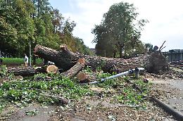 Torino è un campo di battaglia: 48 ore dopo le piogge gli alberi caduti sono ancora tutti in strada