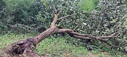 Il temporale manda ko il parco del Boschetto, i viali ostruiti dagli alberi