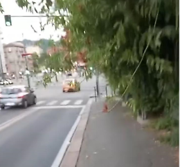 Il viale pedonale  off limits per le persone: «Ma perché nessuno pota le piante?»