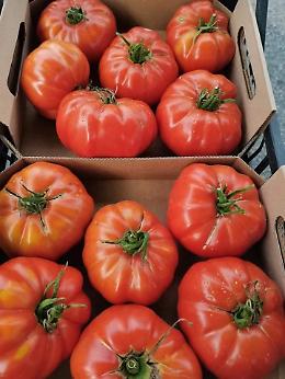 Cambiano si tinge di rosso pomodoro... costoluto