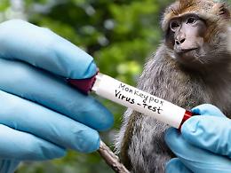 Vaiolo delle Scimmie, arriva la circolare della Regione sulle vaccinazioni: ecco a chi è consigliata