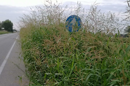 L’erba alta invade parchi, giardini e anche le strade