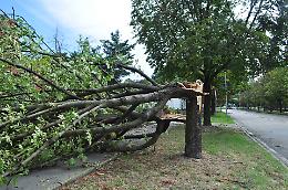 Maltempo, in due giorni  sono caduti 70 alberi: ecco le zone più colpite