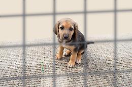 Giornata mondiale del cane, ecco come adottarli