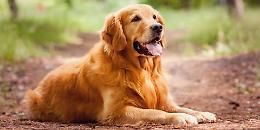 Oggi è la giornata mondiale del cane, ecco le razze più belle