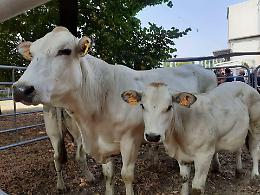 Riva presso Chieri: sfida tra giganti! La 20ª Rassegna Zootecnica premia il miglior bovino piemontese