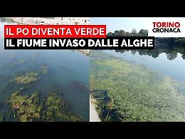 A Torino fa troppo caldo e piove poco, nelle acque del Po tornano le alghe - IL VIDEO