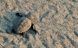 Lieto evento in spiaggia in Liguria: ecco la corsa verso il mare delle baby tartarughe 